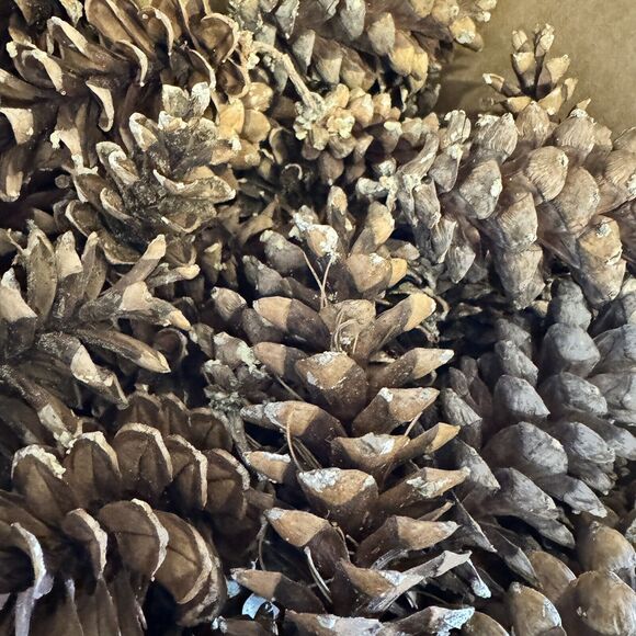Pine Cones for Crafts/Decorating - 2 lb Box [Item 0090] - Picture 2 of 4